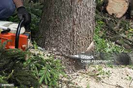 Best Tree Disease Treatment  in Vails Gate, NY