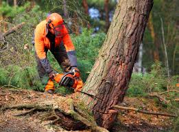 Reliable Vails Gate, NY Tree Removal Solutions