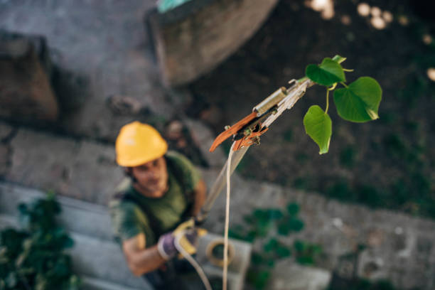 How Our Tree Care Process Works  in  Vails Gate, NY