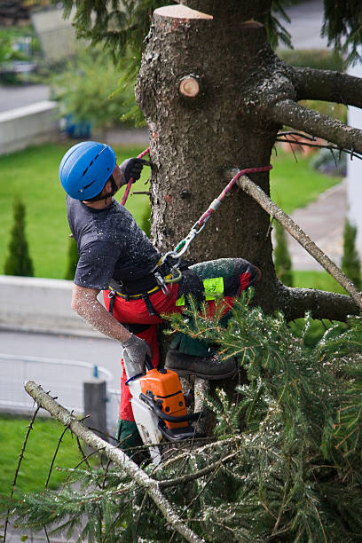 Best Lawn Grading and Leveling  in Vails Gate, NY