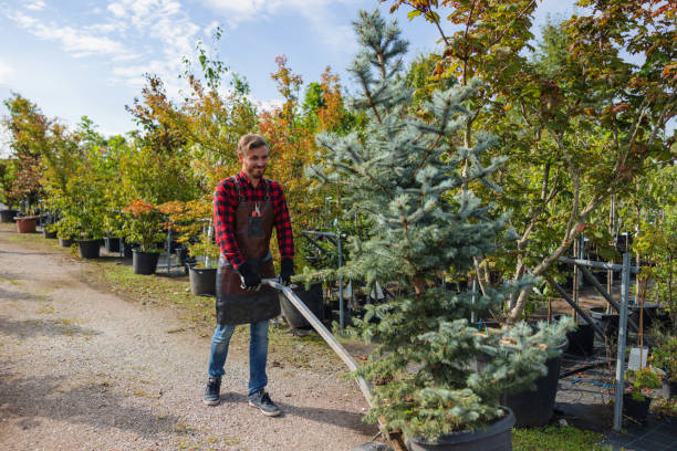 Best Tree and Shrub Care  in Vails Gate, NY